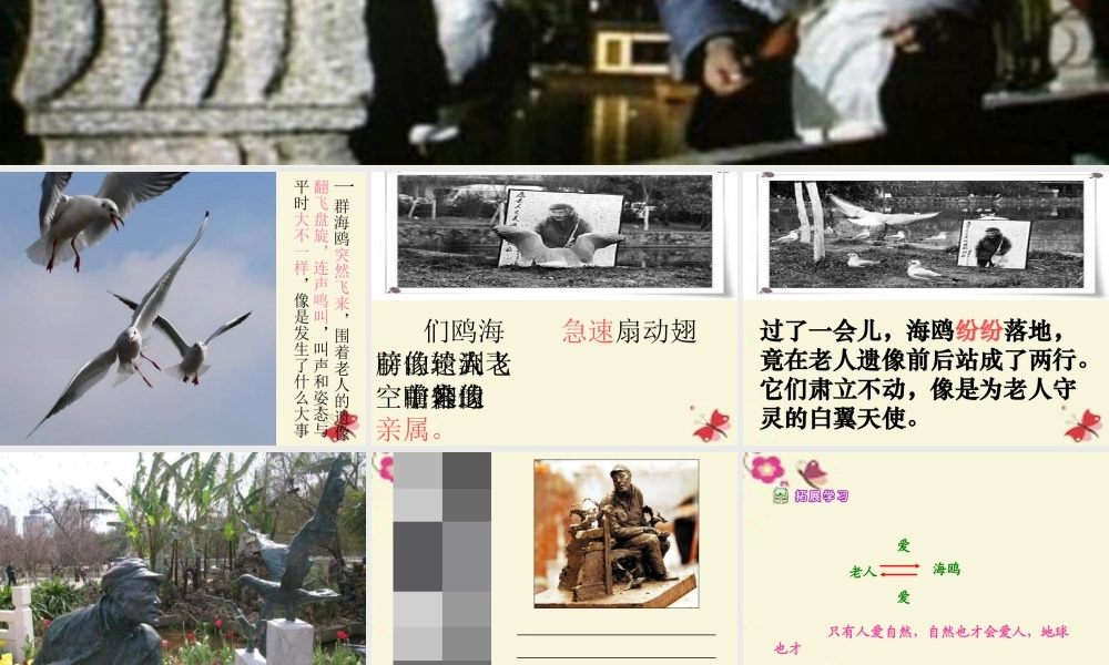 五年级语文下册 第2单元 9《老人与海鸥》课件6 语文S版-语文S版小学五年级下册语文课件