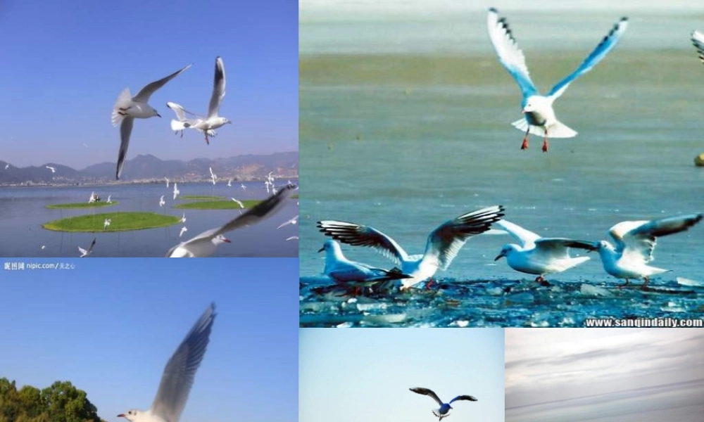 五年级语文下册 第2单元 9《老人与海鸥》课件7 语文S版-语文S版小学五年级下册语文课件