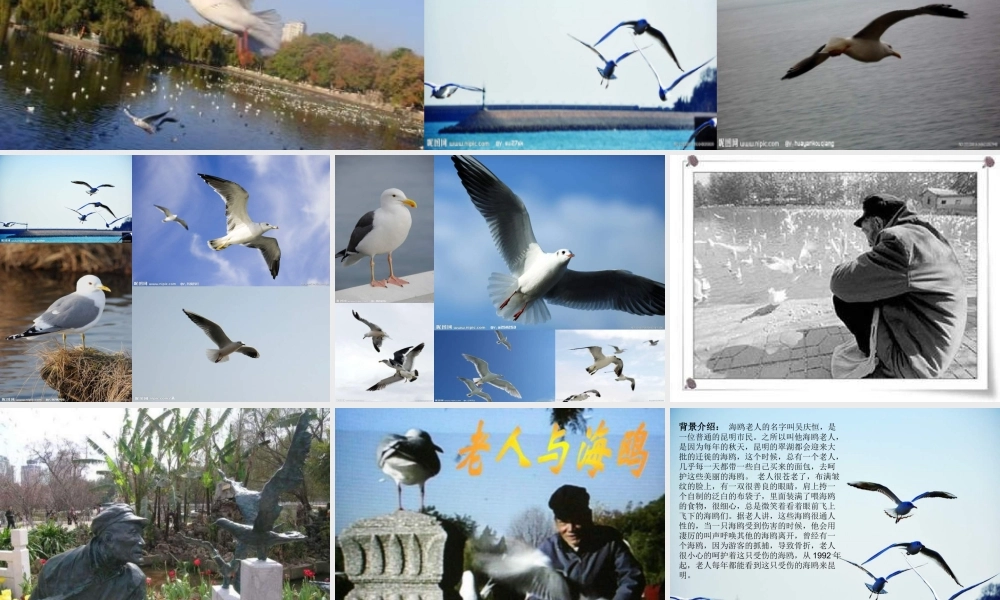 五年级语文下册 第2单元 9《老人与海鸥》课件7 语文S版-语文S版小学五年级下册语文课件