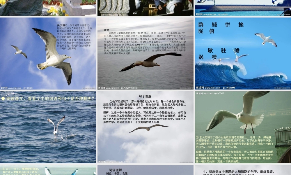 五年级语文下册 第2单元 9《老人与海鸥》课件7 语文S版-语文S版小学五年级下册语文课件