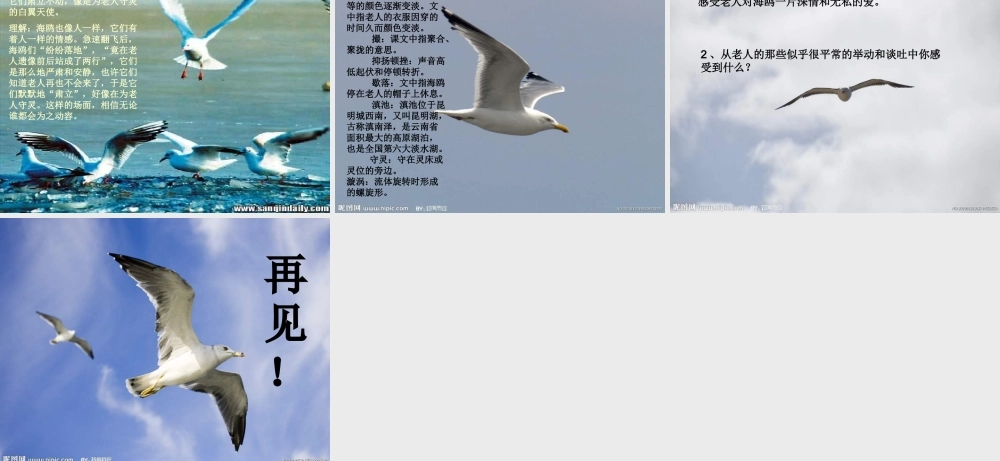 五年级语文下册 第2单元 9《老人与海鸥》课件7 语文S版-语文S版小学五年级下册语文课件