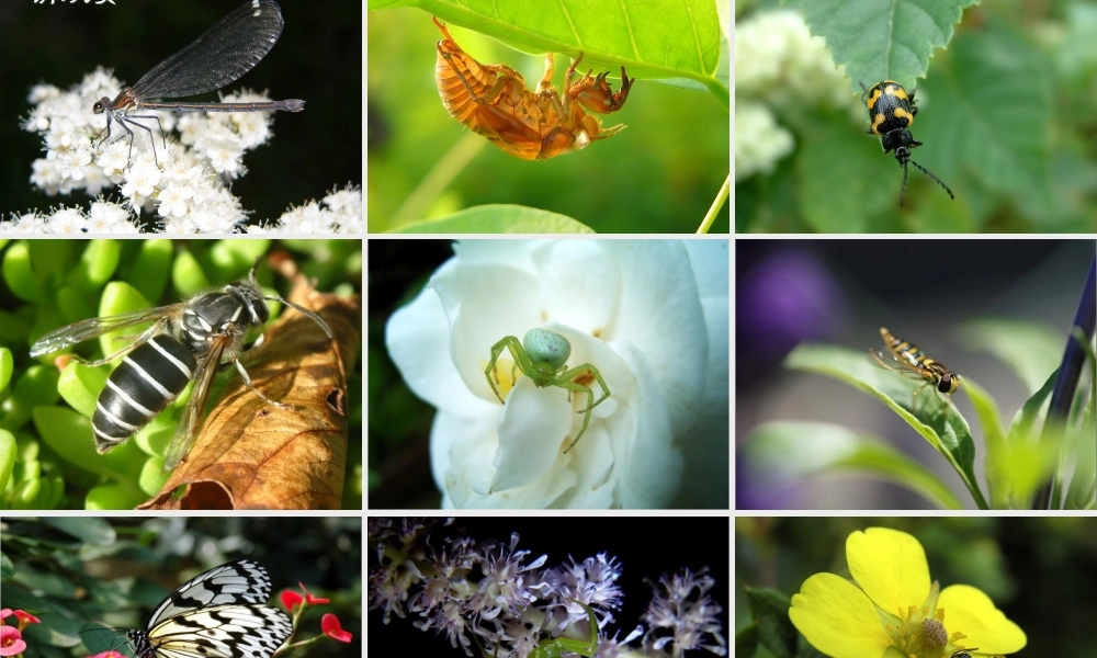 五年级语文下册 第2单元 10《草虫的村落》课件1 语文S版-语文S版小学五年级下册语文课件