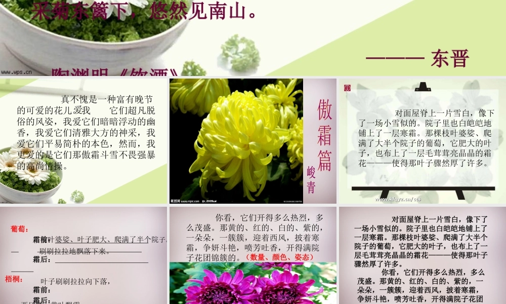 五年级语文上册《傲霜篇》课件1 语文A版-语文A版小学五年级上册语文课件