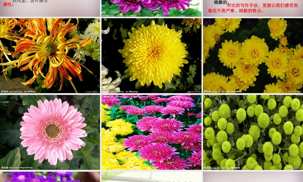 五年级语文上册《傲霜篇》课件1 语文A版-语文A版小学五年级上册语文课件