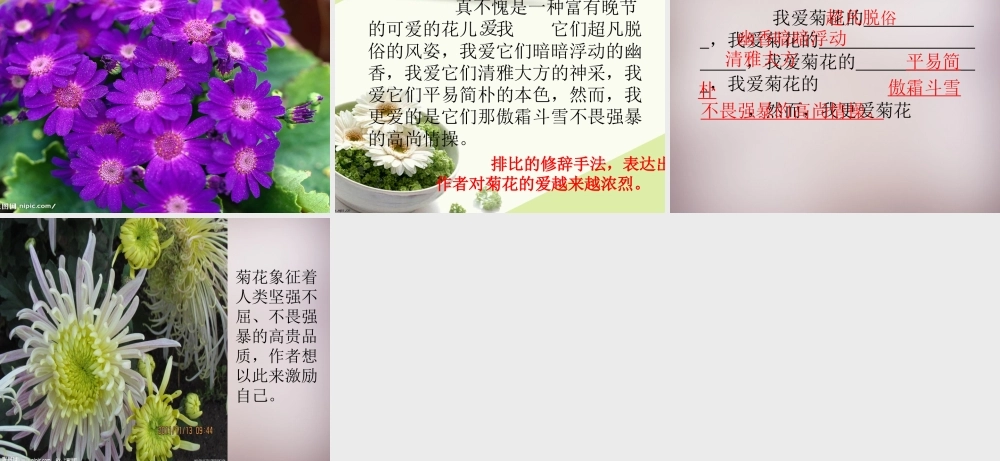 五年级语文上册《傲霜篇》课件1 语文A版-语文A版小学五年级上册语文课件