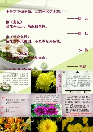 五年级语文上册《傲霜篇》课件1 语文A版-语文A版小学五年级上册语文课件