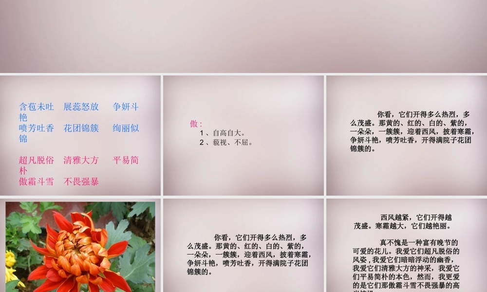 五年级语文上册《傲霜篇》课件2 语文A版-语文A版小学五年级上册语文课件