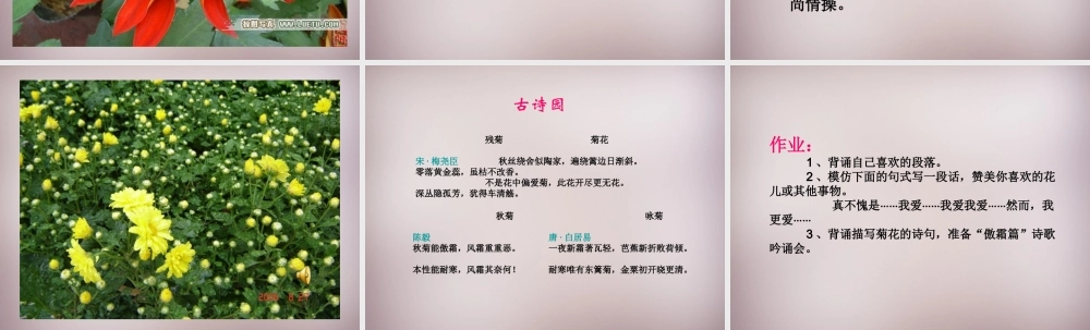 五年级语文上册《傲霜篇》课件2 语文A版-语文A版小学五年级上册语文课件