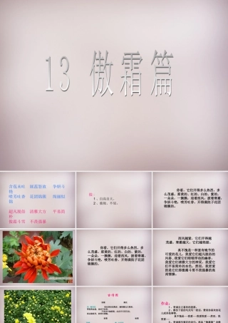 五年级语文上册《傲霜篇》课件2 语文A版-语文A版小学五年级上册语文课件