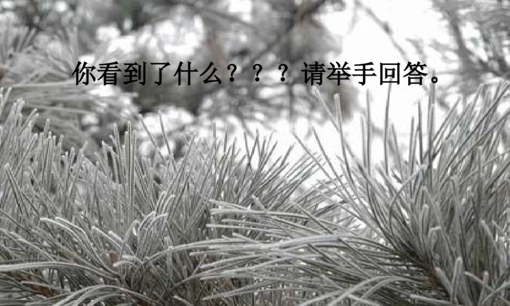 五年级语文上册《傲霜篇》课件3 语文A版-语文A版小学五年级上册语文课件