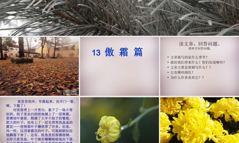 五年级语文上册《傲霜篇》课件3 语文A版-语文A版小学五年级上册语文课件