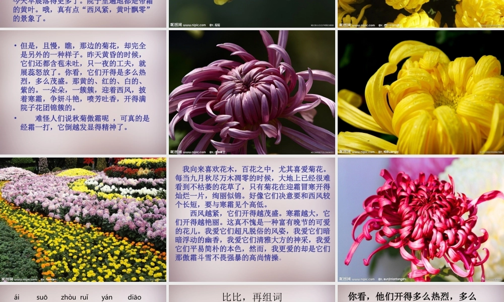 五年级语文上册《傲霜篇》课件3 语文A版-语文A版小学五年级上册语文课件