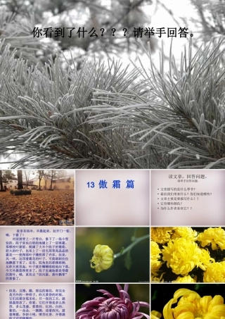 五年级语文上册《傲霜篇》课件3 语文A版-语文A版小学五年级上册语文课件