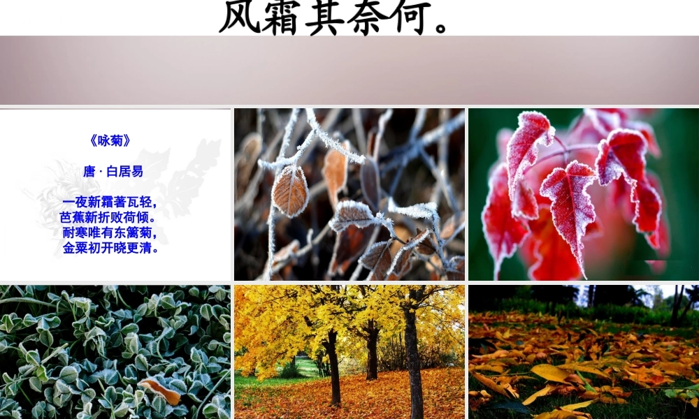 五年级语文上册《傲霜篇》课件4 语文A版-语文A版小学五年级上册语文课件