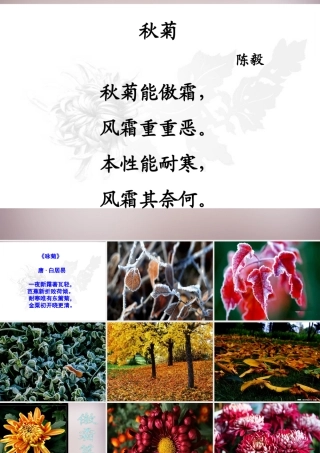 五年级语文上册《傲霜篇》课件4 语文A版-语文A版小学五年级上册语文课件