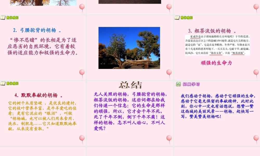 五年级语文下册 第六单元 第23课《胡杨赞》课件 西师大版-西师大版小学五年级下册语文课件