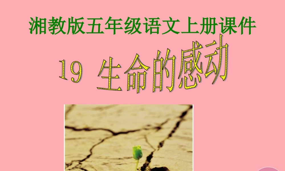 五年级语文上册 第六单元 生命的感动课件1 湘教版-湘教版小学五年级上册语文课件