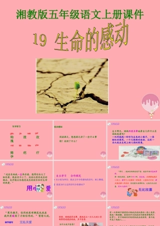 五年级语文上册 第六单元 生命的感动课件1 湘教版-湘教版小学五年级上册语文课件