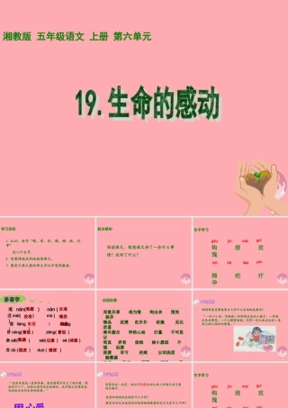 五年级语文上册 第六单元 生命的感动课件2 湘教版-湘教版小学五年级上册语文课件