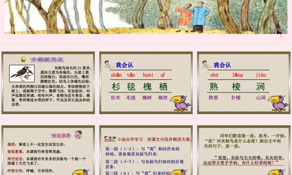 五年级语文下册 第七单元 第26课《灰椋鸟》课件 苏教版-苏教版小学五年级下册语文课件