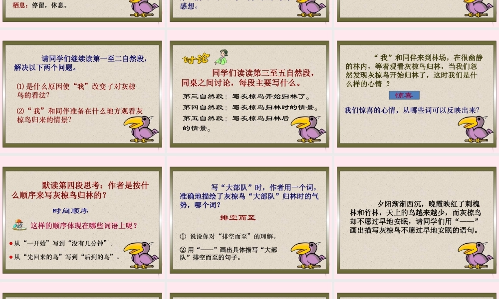 五年级语文下册 第七单元 第26课《灰椋鸟》课件 苏教版-苏教版小学五年级下册语文课件