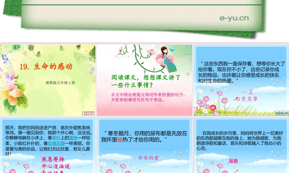 五年级语文上册 第六单元 生命的感动课件5 湘教版-湘教版小学五年级上册语文课件