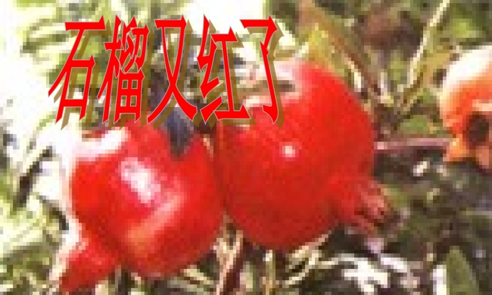 五年级语文上册《石榴又红了》课件1 语文A版-语文A版小学五年级上册语文课件