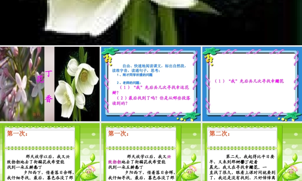 五年级语文上册《寻找幸运花瓣》课件2 语文A版-语文A版小学五年级上册语文课件