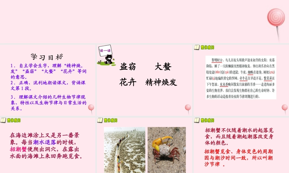 五年级语文下册 第五单元 第17课《有趣的生命时钟》课件 西师大版-西师大版小学五年级下册语文课件