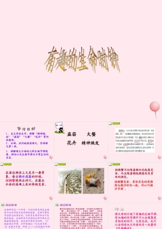 五年级语文下册 第五单元 第17课《有趣的生命时钟》课件 西师大版-西师大版小学五年级下册语文课件