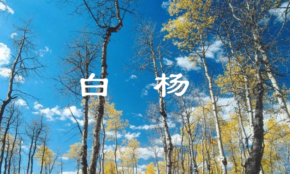 五年级语文下册 第一组 3 白杨教学参考课件二 新人教版-新人教版小学五年级下册语文课件