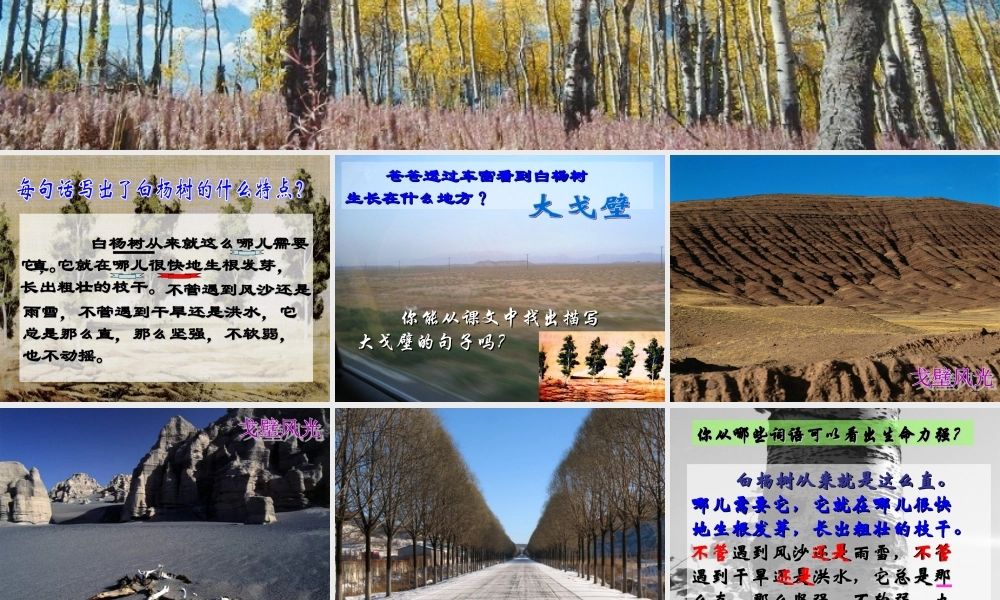 五年级语文下册 第一组 3 白杨教学参考课件二 新人教版-新人教版小学五年级下册语文课件