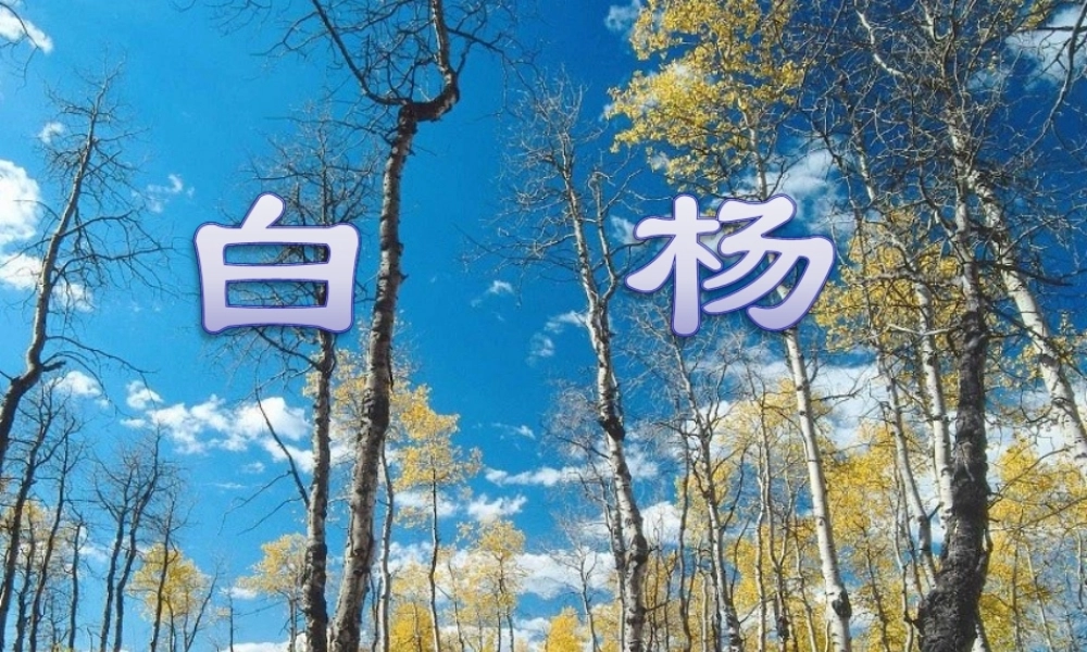 五年级语文下册 第一组 3 白杨教学课件1 新人教版-新人教版小学五年级下册语文课件