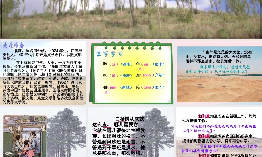 五年级语文下册 第一组 3 白杨教学课件2 新人教版-新人教版小学五年级下册语文课件