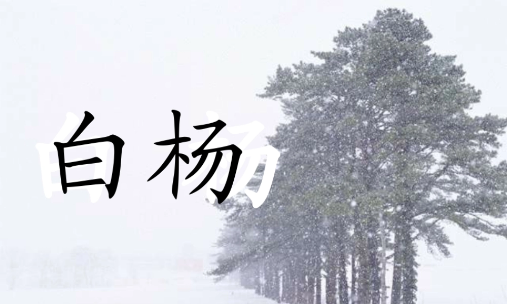五年级语文下册 第一组 3 白杨课件 新人教版-新人教版小学五年级下册语文课件