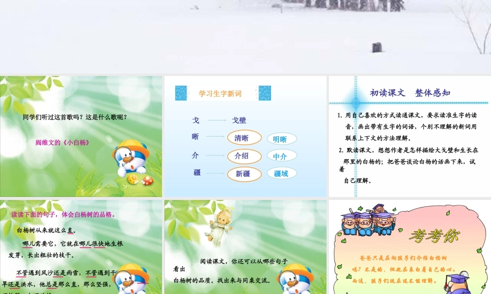 五年级语文下册 第一组 3 白杨课件 新人教版-新人教版小学五年级下册语文课件