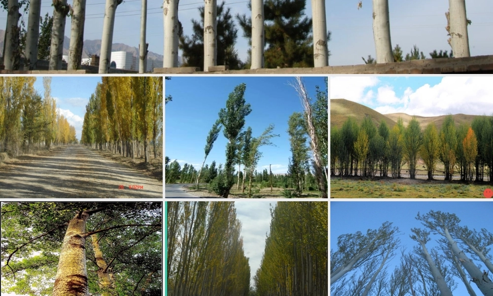 五年级语文下册 第一组 3 白杨课件1 新人教版-新人教版小学五年级下册语文课件