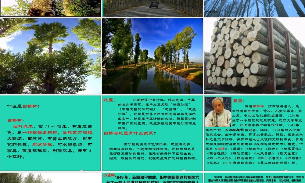 五年级语文下册 第一组 3 白杨课件1 新人教版-新人教版小学五年级下册语文课件