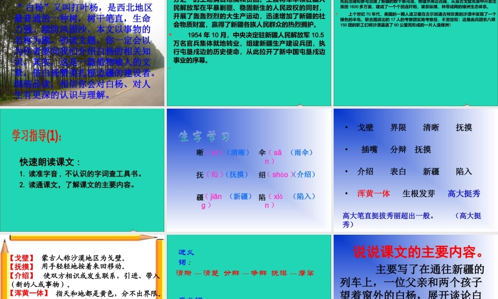 五年级语文下册 第一组 3 白杨课件1 新人教版-新人教版小学五年级下册语文课件