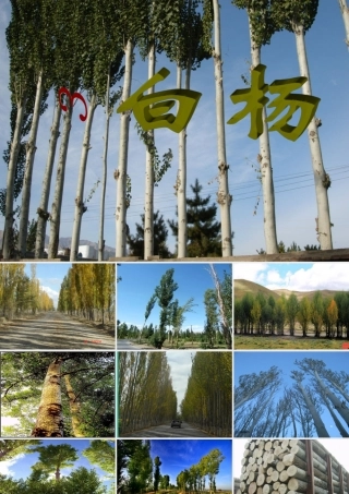 五年级语文下册 第一组 3 白杨课件1 新人教版-新人教版小学五年级下册语文课件