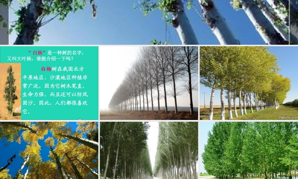 五年级语文下册 第一组 3 白杨课件2 新人教版-新人教版小学五年级下册语文课件