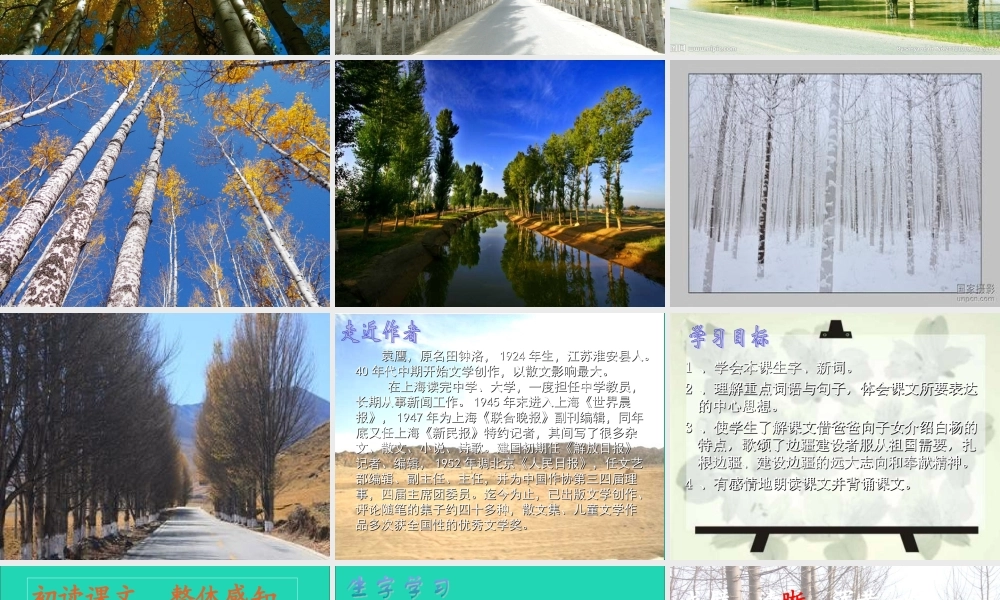 五年级语文下册 第一组 3 白杨课件2 新人教版-新人教版小学五年级下册语文课件