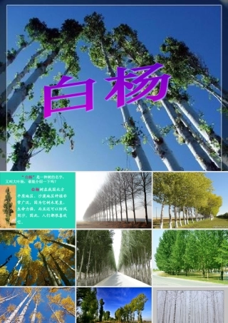 五年级语文下册 第一组 3 白杨课件2 新人教版-新人教版小学五年级下册语文课件