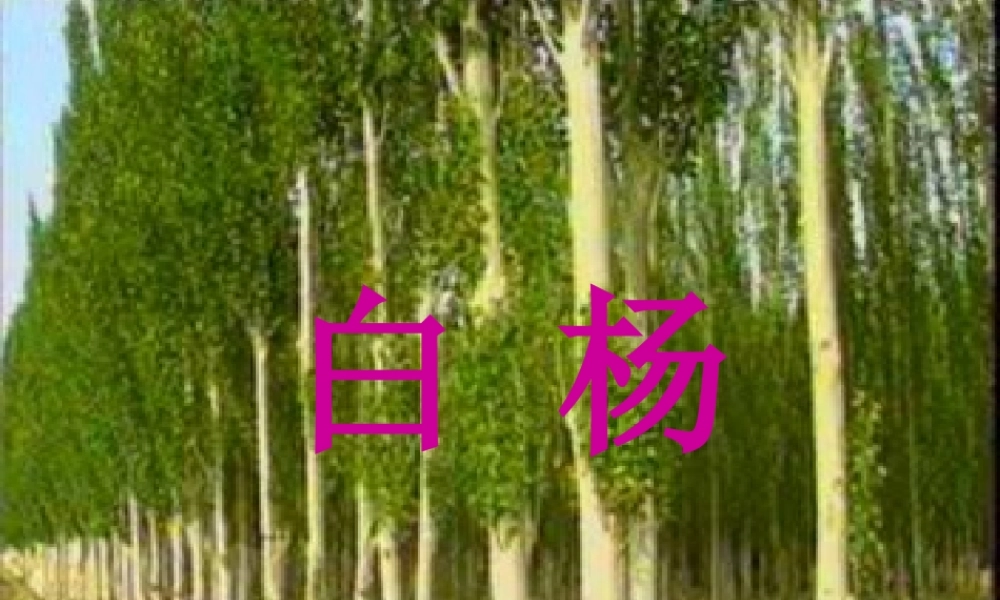 五年级语文下册 第一组 3 白杨课件4 新人教版-新人教版小学五年级下册语文课件