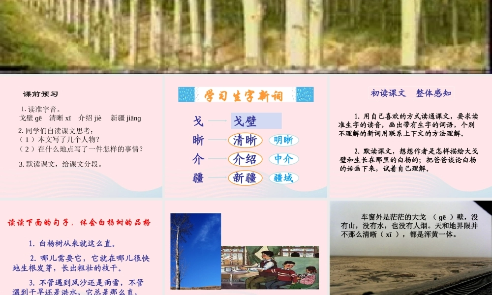五年级语文下册 第一组 3 白杨课件4 新人教版-新人教版小学五年级下册语文课件