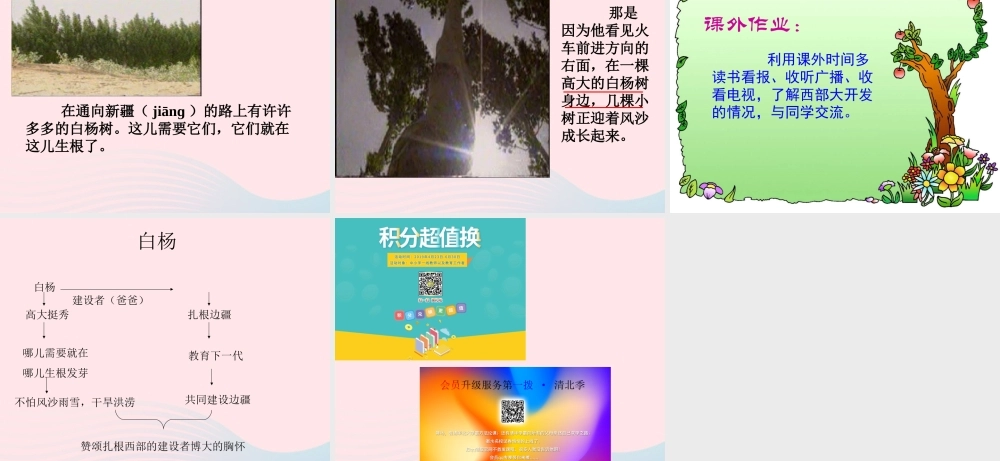 五年级语文下册 第一组 3 白杨课件4 新人教版-新人教版小学五年级下册语文课件