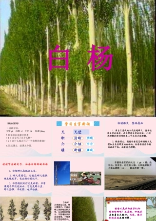 五年级语文下册 第一组 3 白杨课件4 新人教版-新人教版小学五年级下册语文课件