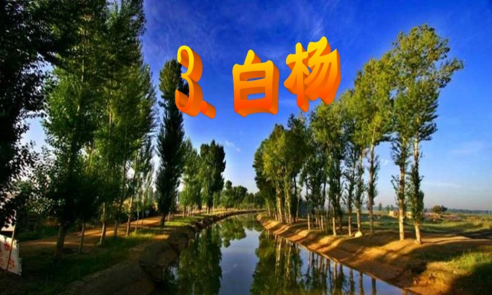 五年级语文下册 第一组 3 白杨课件5 新人教版-新人教版小学五年级下册语文课件