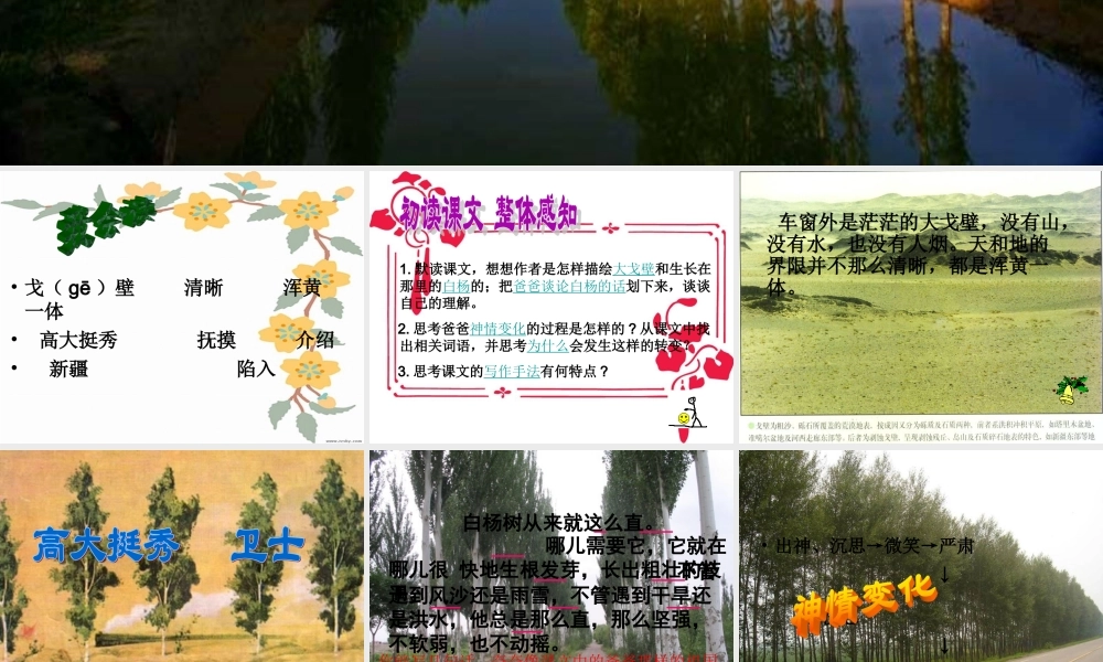 五年级语文下册 第一组 3 白杨课件5 新人教版-新人教版小学五年级下册语文课件