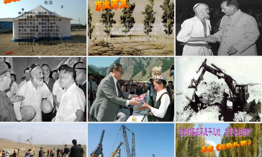 五年级语文下册 第一组 3 白杨课件5 新人教版-新人教版小学五年级下册语文课件